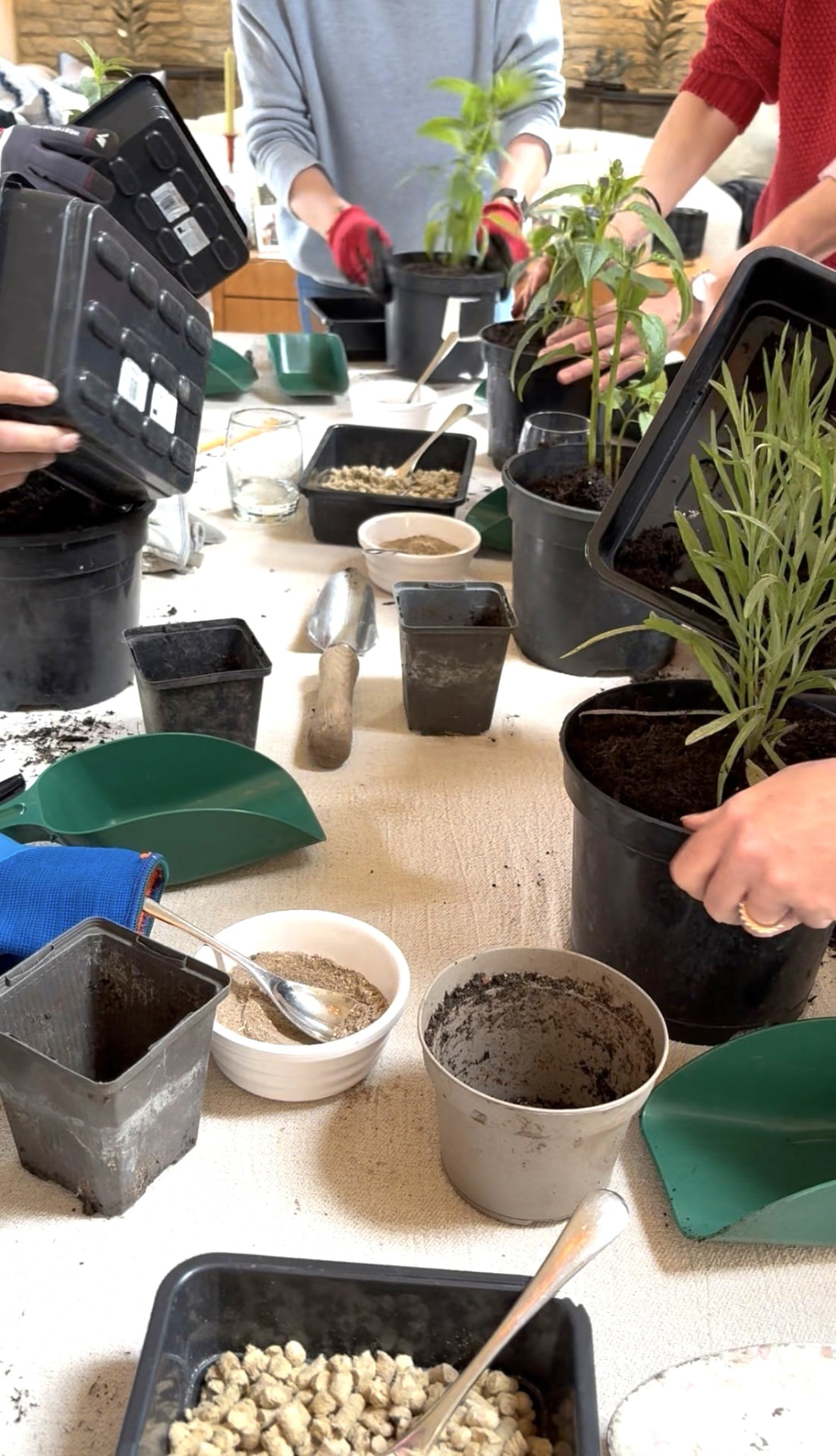 Busy hands potting up young plants around a table of pots, compost and trowels