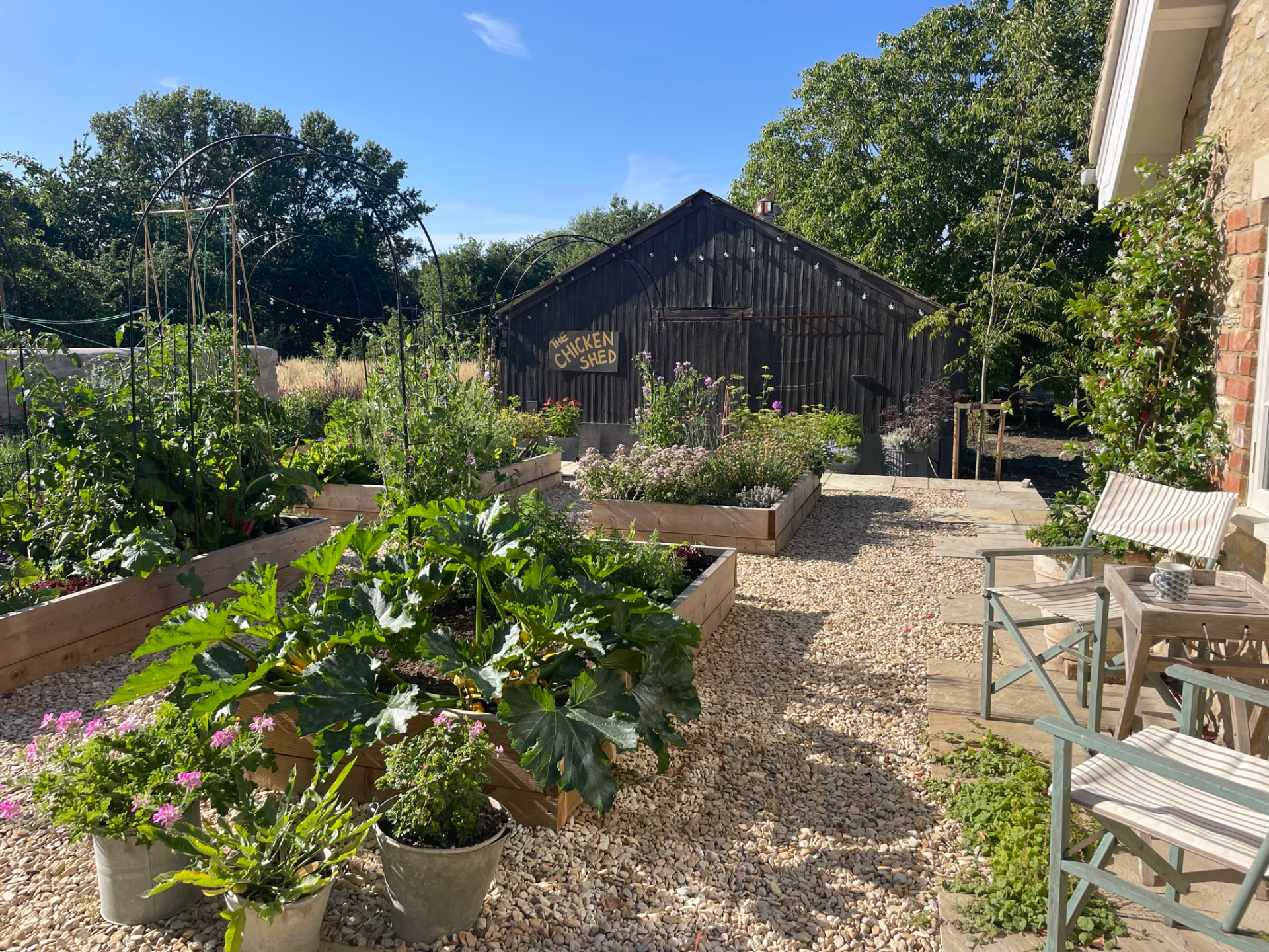 Raised beds of courgettes, chard and herbs beside The Chicken Shed at Latchford House