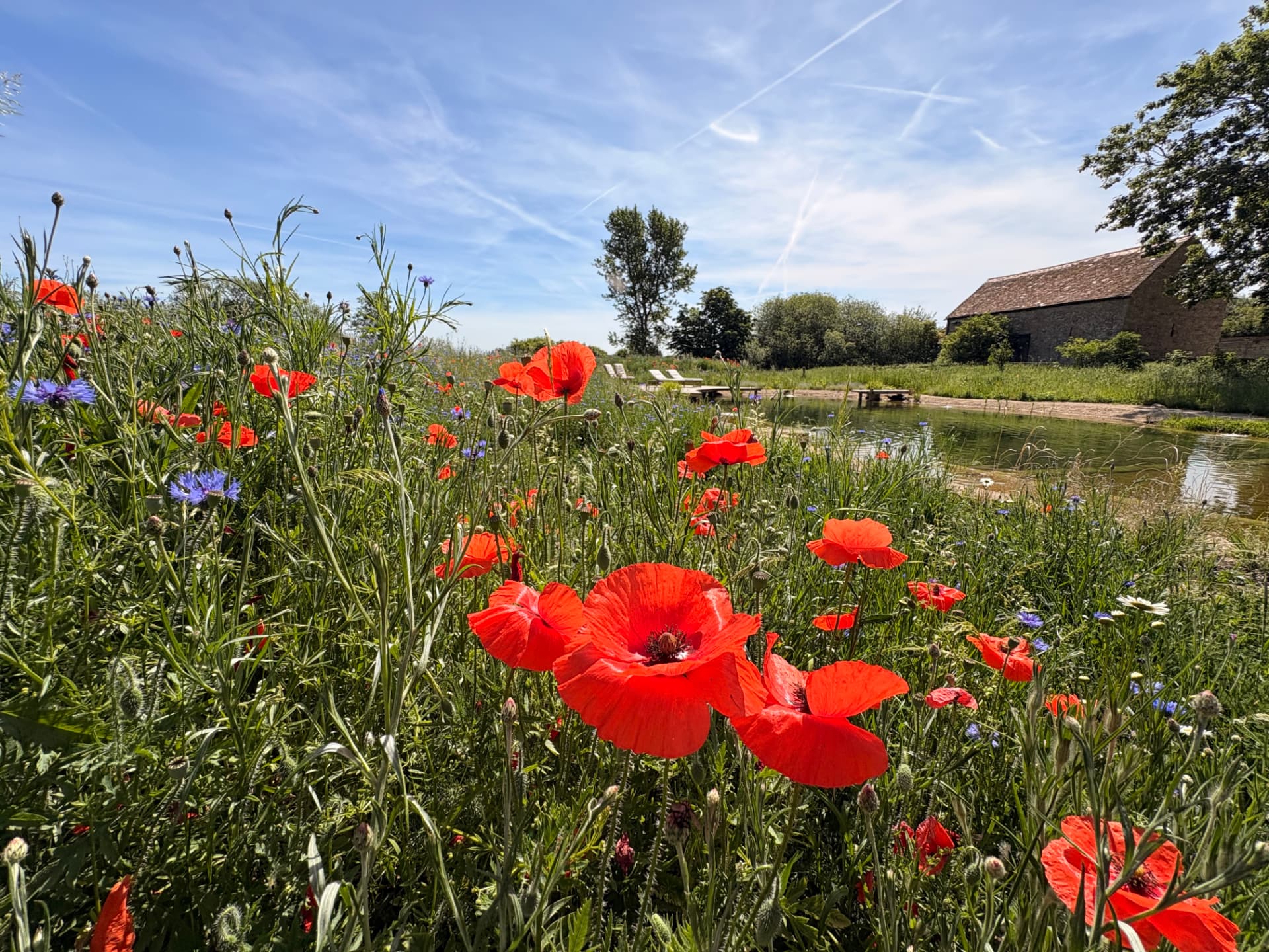 Bright red poppies and cornflowers beside the swimming pond at Latchford House, with the old stone barn beyond